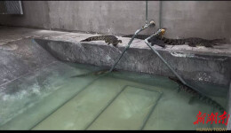 永顺：实地核查护航特色养殖产业发展