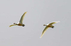 道县多形式开展秋季候鸟保护宣传活动