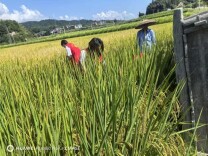 绥宁县：爱心助残 情暖家庭