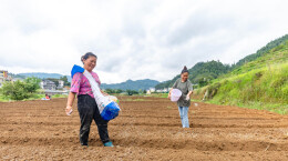 组图 | 吉首市：秋分秋种正当时