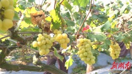 鹤城区百果园：硕果满枝引客来