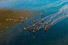 8→400！洞庭“四不像”把湿地玩成秀场：粉霞奔跑、蓝水列队、滩涂伫立……