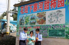 花垣税务：柿香溢满园 税惠助振兴