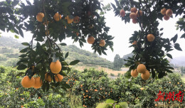 橘香漫溪畔 生态富山乡 ——永顺小溪镇柑橘产业的绿色发展之路