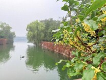 京华雨落，颐和园金桂飘香