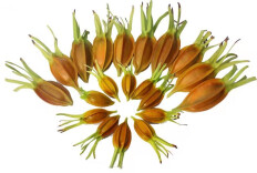 屈原黄栀子——岳阳市屈原管理区的产业品牌