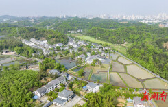 清溪村的“乡里香气”