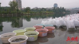 鹤城区举办2025年天然水域水生生物增殖放流活动