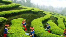 石门：茶香路畅黄虎港