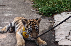 新出生3只小老虎2只金钱豹，来长沙生态动物园看看它们！