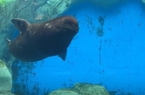 海洋生物科普讲解｜海狮：海洋里的“萌趣探险家”