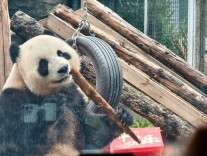 北京动物园来了“新朋友”！大熊猫“吉年”“福将”与游客见面