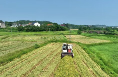 “秸秆低茬收割，后续种油菜翻耕更方便”  衡阳市：“秸”尽所能，变废为宝