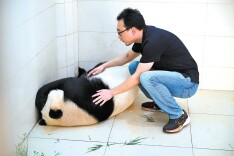 大熊猫“奶爸”王明磊的三重身份