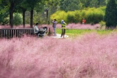 雨过天晴秋色浓 官庄公园粉黛引客来
