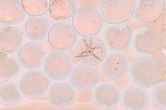 菜场微距出圈！摄影师把番茄拍得