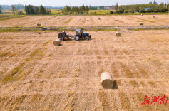秸秆变废为宝，年产值破千万！大通湖区北洲子镇有妙招