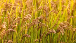 遍地金黄，京西稻田丰收了