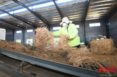 水稻秸秆变身烟花底座，资源化也要因地制宜