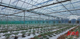 变“废”为“宝”，君山蔬菜科技产业园“蚯蚓粪”破解秸秆处理难题