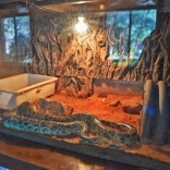 长沙生态动物园爬行馆闭馆2个月