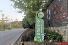 从“绿叶”到“金叶” ，十八洞黄金茶的“破圈”密码