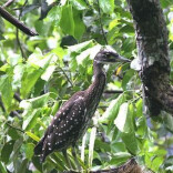 张家界成功救助一只“世界上最神秘的鸟”
