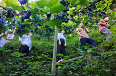 【乡镇人大】新晃禾滩镇人大：代表牵线搭“鹊桥” 超市直采进山门