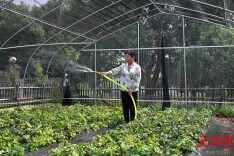 韶山市：“奖补资金”激活产业振兴“新引擎”