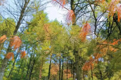 张家界市林业局组织开展涉松木“双随机、一公开”检查