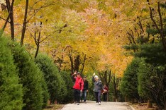黄叶红花秋色浓,北宫国家森林公园迎来彩叶最佳观赏期