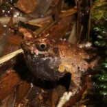 这种动物只有南岳衡山才有！湖南发现蛙类新物种“顾莵角蟾”丨神奇生物在哪里
