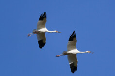 娄底市“鸟类保护三年行动”正式启动