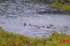 20余只鸳鸯飞抵通道玉带河国家湿地公园越冬