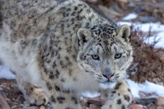 雪豹归来：国家公园的生态答卷