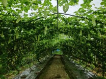 苦瓜嫁接在丝瓜上，长沙“三新三高”新品种苦瓜丰收啦！