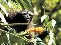 国际长臂猿日 | 高黎贡白眉长臂猿影像发现20周年