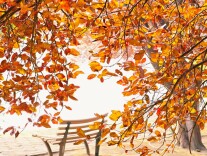 宁谧静美！北京秋日调色盘上线