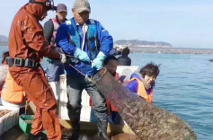 “中参一号”将亮相长沙银博会，即食海参跨界出圈