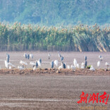 候鸟结伴嬉戏 尽显生态之美
