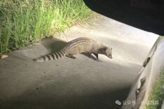 “你好，110，我捡到一只国家一级保护动物”