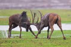 我国麋鹿保护事业取得三大主要成就