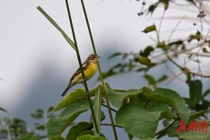上百只黄胸鹀及多种珍稀鸟类齐现通道侗族自治县
