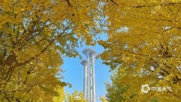 好看！北京奥森公园银杏金黄