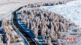 赏秋日雾凇：一半金黄一半雪白