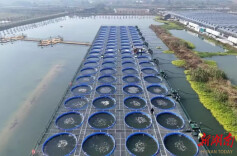 君山区“游”出“鲜”活鲈鱼，首供上海叮咚买菜