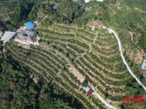 “金果”满枝头 油茶喜丰收！