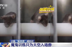 练体能,走迷宫……实验鼠上太空有多难？