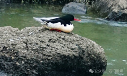 老铁，我又来啦！“鸟中大熊猫”连续18年来石门越冬