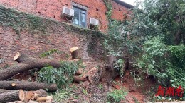 枯树压顶忧民心，社区协力解危情——野坡社区高效处置石油小区护坡树木安全隐患